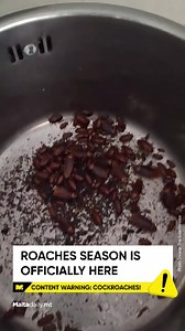 5.4K views · 15 reactions | ‘A well established colony of American cockroach (Periplaneta americana a.k.a wirdiena ħamra) hits hard in a way that we have to do all it takes to control such an infestation.’ The Exterminator  Read: https://maltadaily.mt/roaches-season-is-officially-here/ #MaltaDaily | Malta Daily | Facebook