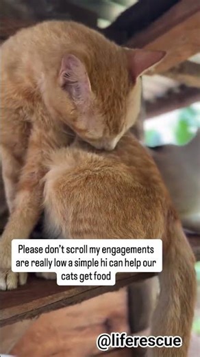 Was I a bad cat no one leaves a heart or a follow anymore donation link in bio