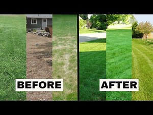 Lawn Care Before & After: Weeds, Dollar Spot & Overseeding (2025)