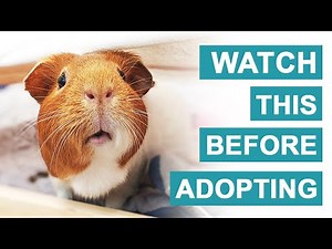 5 Beginner Tips Before Adopting Guinea Pigs | GuineaDad