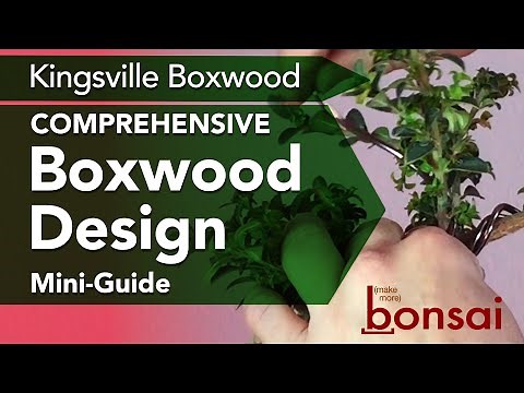 Why Bonsai Kingsville Boxwood Bonsai Are So Cool! Design Guide