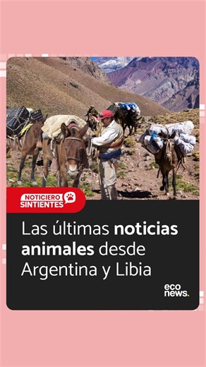 SINTIENTES | 🇦🇷 ENDURECEN LOS CONTROLES EN EL ACONCAGUA TRAS DENUNCIAS POR MALTRATO A LAS MULAS 🇱🇾 LAS VACAS URUGUAYAS VARADAS EN EL MAR LLEGARON A UN... | Instagram