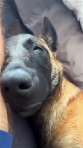 Pet Lover on Instagram: "Sleep vs Dogs | Funny Dogs Dogs have fascinating biological and behavioral traits when it comes to their rest. Here are 5 facts about how dogs sleep: They Spend Half Their Lives Sleeping: On average, dogs spend about 50% of their day sleeping, 30% resting while awake, and only 20% being active. Larger breeds and older dogs generally require even more sleep to recover their energy. They Dream Just Like Humans: Dogs enter REM (Rapid Eye Movement) sleep, the stage where dre