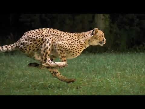 cheetah running full speed