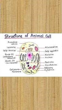 Diagram of Animal Cell Drawing | Draw the Diagram of Animal Cell | Draw the Structure of Animal Cell