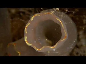 Sea squirt, Urochordate, Ciona intestinalis, Influx of food particles