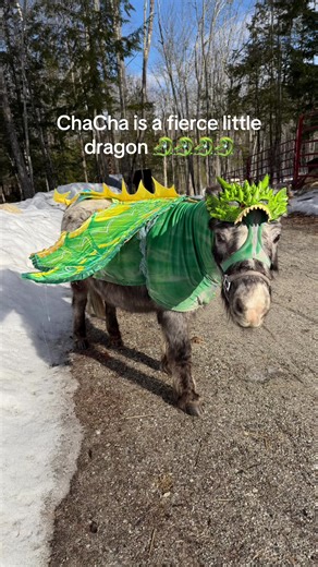 Did I go overboard with the wings? Maybe..do I have regrets? Absolutely none. 🤭✨🐉 🪽 #alchemyacres #minihorses #minihorse #dragon #horsecostume