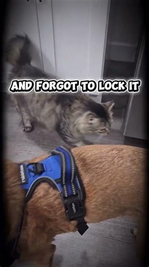 When The Snack Cabinet Is Unlocked: Pet Edition