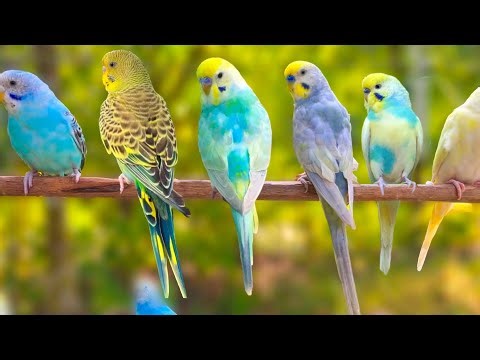 Relax and enjoy 8 hours of happy singing parakeet budgie birds with natural bird sounds