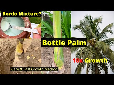 How To Grow Bottle Palm | Tree Growth and Care | Royal Palm