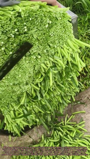 Scientific Explanation of Cutting Bundled Thick-Stemmed Green Grass