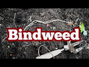 Bindweed : What Is It? How To Deal With It? What To Do With It?/ Allotment Garden
