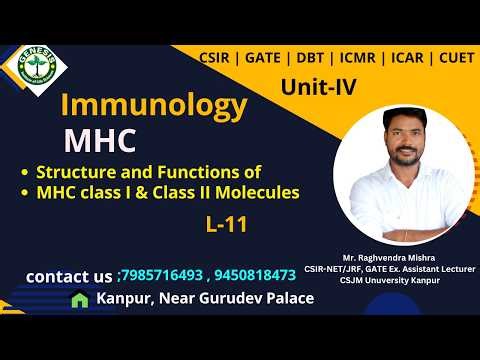 MHC class I & Class II Molecules | Immunology#genesis_institute#csir#csirnet#lifescience