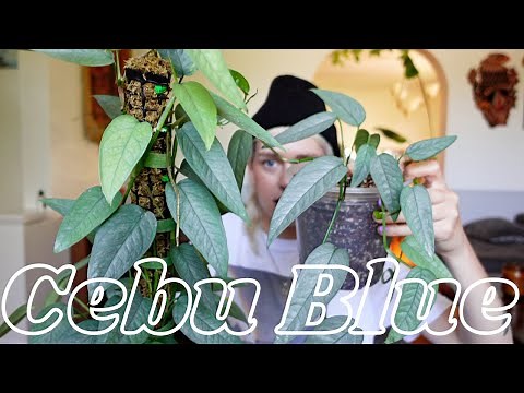 Cebu Blue Pothos Care (regular household conditions and greenhouse cabinet) | Epipremnum Pinnatum