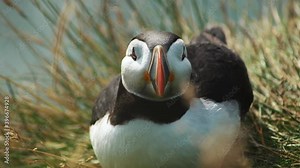 Closeup of beautiful and watchful seabird in natural landscape. Portrait of a northern puffin sitting on the grass near to the sea. Red beak bird enjoying the place. Concept of Iceland and view