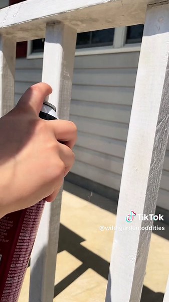 How to Preserve Orb Weaver Spiderwebs Effectively