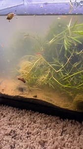 I don’t think people actually know how to keep shrimp.