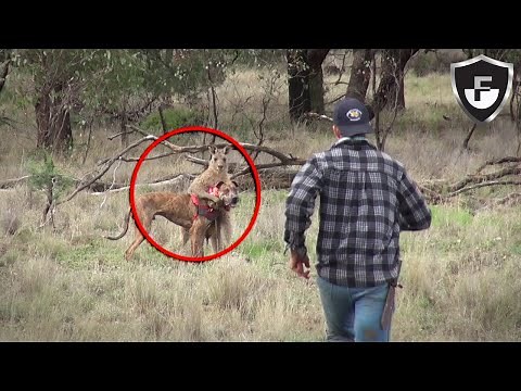 He Punched A Wild Kangaroo (& 7 Incredible Pet Rescues)