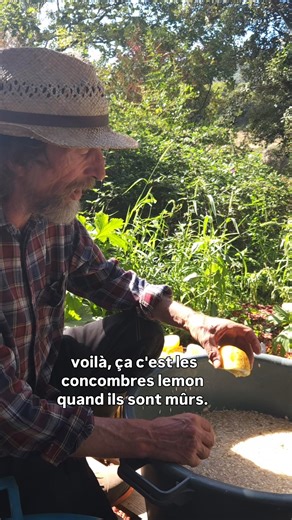 Pour récolter vos graines de concombre, on laisse mûrir le fruit complètement, on retire les graines et laisse sécher 🌱 https://www.lepotagerdesante.com/concombres/110-concombre-citron-doux-.html #potager #semences #jardinage | Le Potager de Santé de Rachel et Pascal Poot