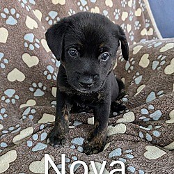Seminole, FL - Coonhound/Mixed Breed (Medium). Meet Nova a Pet for Adoption - AdoptaPet.com