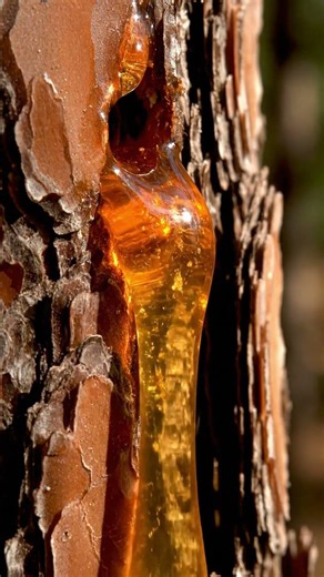 Close up of resin oozing from tree trunks, glistening like honey #ruraltechreview #truck #wood