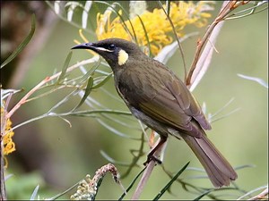 Lewin's honeyeater - Alchetron, The Free Social Encyclopedia