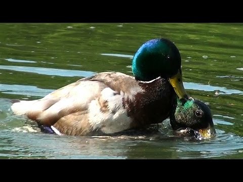 Duck Wars - Drake Mallards Fight Over Female - London