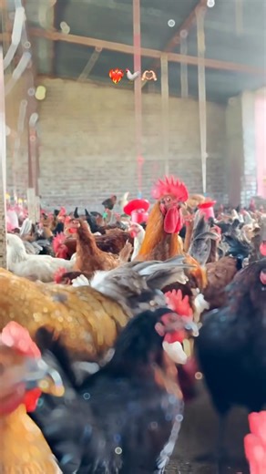 Healthy Murga Farm 🐓❤️ | Desi Poultry Life