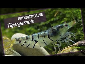 Tigergarnele - Artenvorstellung