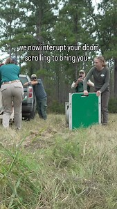 12K views · 14K reactions | We now interrupt your doomscrolling for some good wildlife news!  TWS members working for the North Carolina Wildlife Resources Commission (@ncwildlife) recently released rehabilitated black bear cubs who were orphaned earlier this year. Learn more about this program at the link in our bio!  Video: A rehabilitated black bear cubs being released into the wild with a tracking collar. | The Wildlife Society | Facebook