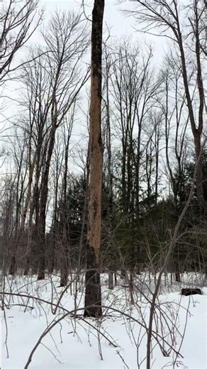 Can you spot the ash trees! #906tree