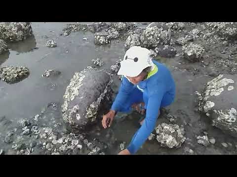 Manguha ng sisi' at kabibi (shellfish) sa tabing dagat