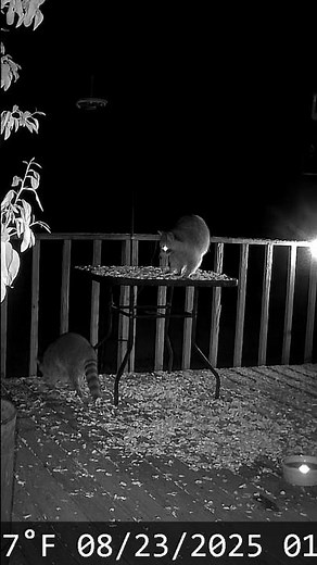 Two mischievous bandits enjoying peanuts. Fluffy raccoons together.