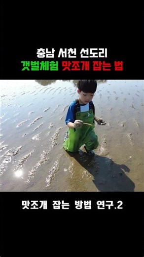 충남 서천 선도리 갯벌체험장 글램핑장 맛조개 천국 | 아이와 가볼만한 갯벌체험 | 삽질 없이 맛조개가 쏙쏙! 아이와 해루질
