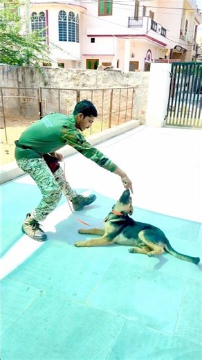 #germanshepherd give puppy basic obedience & dog obedient training tips #dogshorts #dogtraining