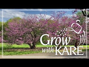 Grow with KARE: Celebrating the redbud tree