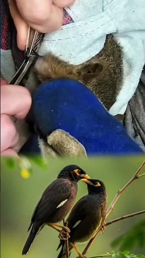 Shocking Botfly Removal – Satisfying Veterinary Procedure | Animal Rescue USA #animalrescue