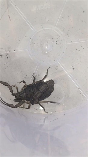 Black Scorpion in Action Deadly Black Scorpion Attack Scorpion Forming