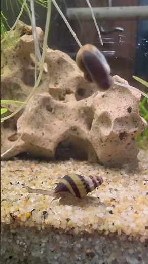 Introducing Assassin Snail. #assassinsnail #aquariumsnails #aquarium #snails ##aquariumplants