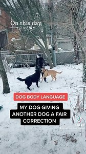 3.6K views · 357 reactions | @lucifer_the_black_shepherd giving a...