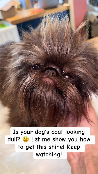 Give Your Dog a Shiny, Healthy Coat with Buddy & Lola’s Oatmeal Shampoo