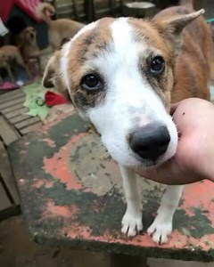 190 reactions · 9 comments | O nome escolhido foi Rapunzel  obrigada a todas que participaram nos comentários.  | Casa dos Anjos | Facebook