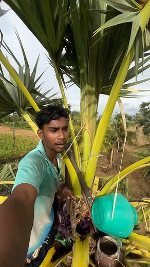 221K views · 2.8K reactions | ❌Today✌️ ஒரு குட்டி vlog ✌️#mannaar #tamil #agriculture #palmjuice #nature #minivlog #agriculture | Pavi Pavi | Facebook