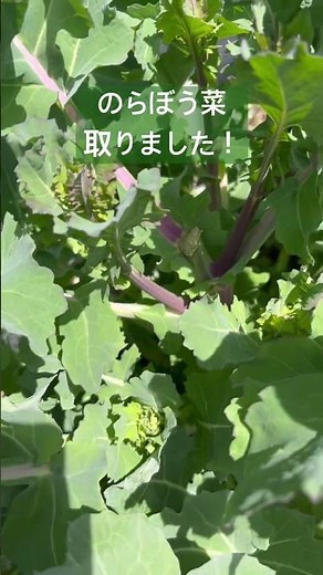 のらぼう菜収穫！ #伝統野菜#家庭菜園 #植物 #plant #ショート