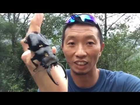 熱血阿傑❤️生態介紹長牙鬼豔鍬形蟲（台灣最大種類）Odontolabis siva
