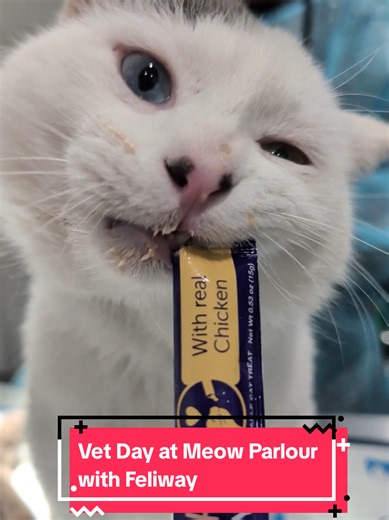 Happy Cats at the Vet: Adoption Prep