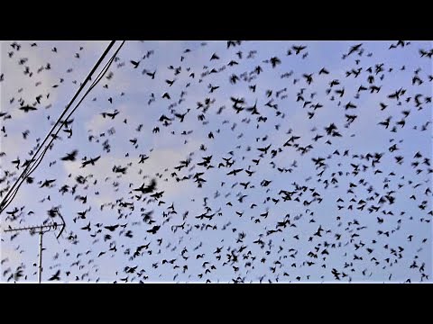 突然上空にカラスの大群が、、、