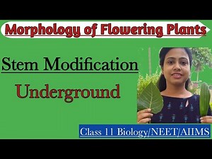 Morphology of Flowering Plants | Stem Modification - Underground modification of stem |Class 11/NEET