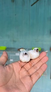 Cute little finch chicks | Birds Lover