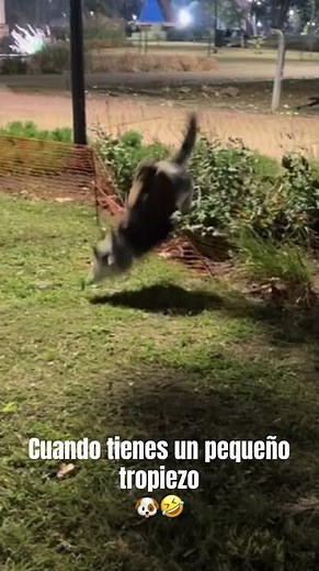 Cuando tienes un pequeño tropiezo 🐶🤣 #viralvideo #funny #dog #perros